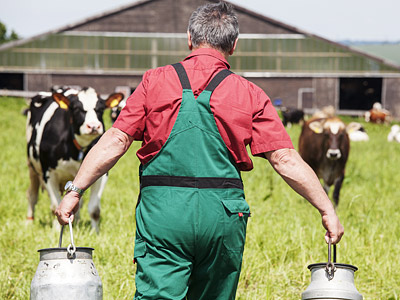 Ein Bauer trägt zwei Milchkannen auf einem Feld, während Kühe im Hintergrund grasen.